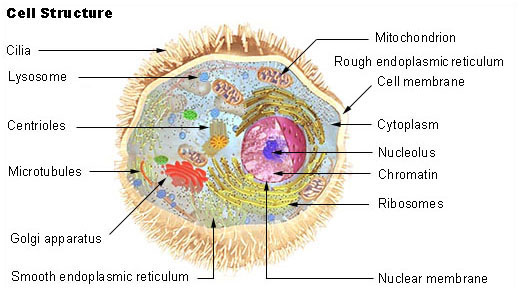 Cell_structure Cell Structure
