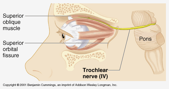 trochlear nerve