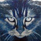 Mittens is displeased with your choice of economy cat food.(2009) acrylic & spray on canvas 600mm x 600mm
